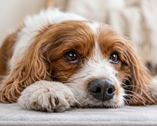 PetCare